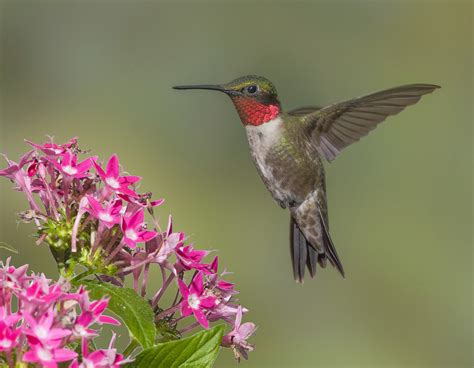 America's valiant migrating hummingbirds | Welcome Wildlife