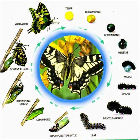 METAMORFOSIS ~ MARI BERBAGI ILMU