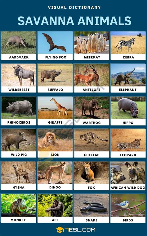 Savanna Animals: Visual Dictionary Poster