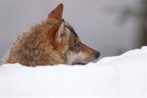 Le loup en France : Plaidoyer pour une place aux grands prédateurs ...