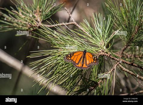 Pacific Grove Monarch Butterfly Sanctuary Stock Photo - Alamy