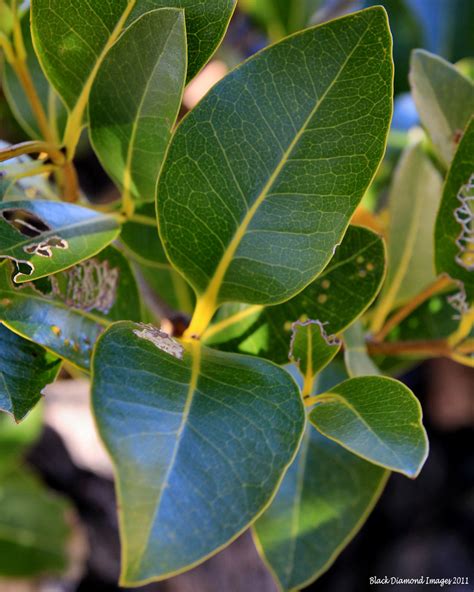 Avicennia marina subsp. australasica - Grey Mangrove, Whit… | Flickr