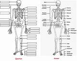 Skeleton Coloring Page Anatomy sketch template