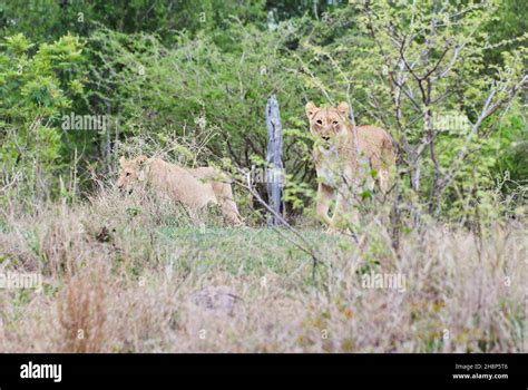 African Lion in its natural habitat in the bush Stock Photo - Alamy