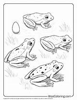 100  Frog coloring pages Free PDF To Print Woo Coloring sketch template