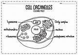 Cell Organelles Coloring sketch template