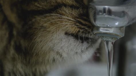 Cute cat drinking water from the tap 22850516 Stock Video at Vecteezy