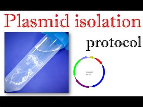 Plasmid isolation protocol - YouTube