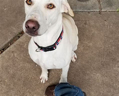 Katy, TX - Blue Lacy/Texas Lacy. Meet Lacy-Blu a Pet for Adoption.