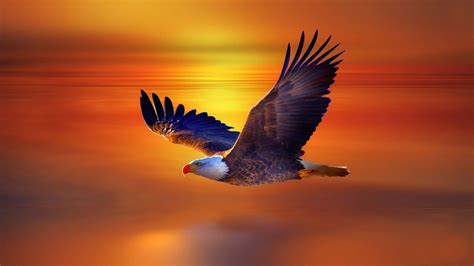 High Resolution Flying Eagle 4K 8K HD Wallpapers | HD Wallpapers | ID ...