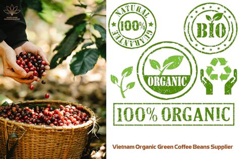 Vietnam Organic Green Coffee Beans Supplier - Coffee Bean from Organic ...