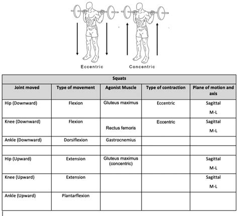 SOLVED: Eccentric Concentric Squats Joint movement Type of movement ...