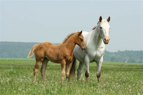 Idaho State Animal | Idaho State Mammal | Mammals, Appaloosa horses, Horses