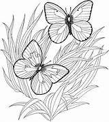 Butterfly Adult Coloring Pages sketch template