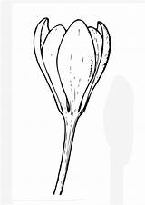 Coloring Pages  Printable Crocus Flower Page sketch template