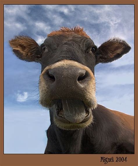 Pin by The Baglady on 'How now, Brown Cow?'..♥ | Cow, Animal pictures, Bull cow