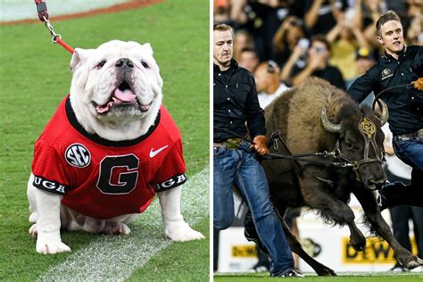 The 17 Best Live Mascots in College Football, Ranked