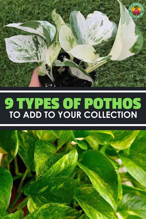 Types Of Pothos Plants Chart