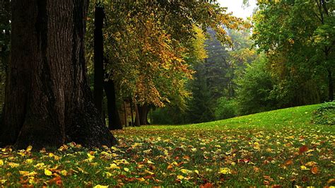 HD wallpaper: nature, 2560x1440, Forest, tree, autumn, forest mural ...