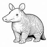 Aardvark Coloring pages 15  Pages Gem sketch template