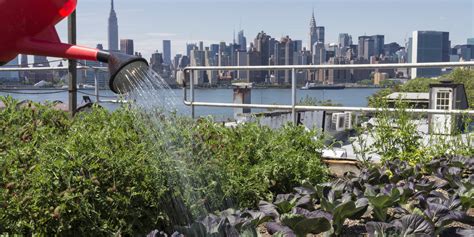 Urban Agriculture: Fad or Necessity? | HuffPost