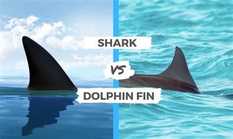 Shark vs Dolphin Fin: The Main Differences