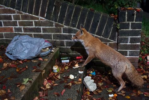 Foxes and Coyotes are Natural Enemies. Or Are They? | Smithsonian