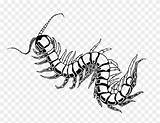 Millipede Coloring Pages sketch template