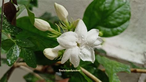 Quick Care Ideas: Jasmine Plant Propagation & Care -Plant Care 365