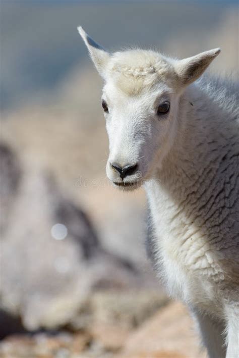 Baby Mountain Goat - Mountain Goats in the Colorado Rocky Mountains ...