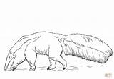 Giant Anteater Coloring Page  Free Printable Coloring Pages sketch template