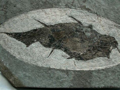 Acanthodian Fossil Fish Ischnacanthus gracilis