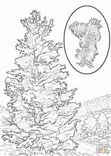 Pine Tree Coloring Page  Home sketch template