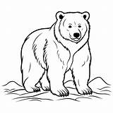 Bear coloring Page For Kids 25947053 Vector Art At Vecteezy sketch template