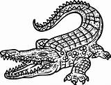 Krokodil Crocodile Cocodrilo Krokodyl Colorear Kleurplaat Crocodil  sketch template