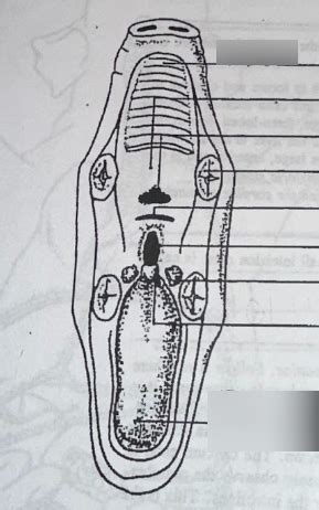 Fetal Pig - Mouth Diagram Diagram | Quizlet