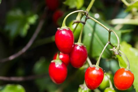 Ripe Bittersweet Nightshade berries beckon | Fenway Victory … | Flickr