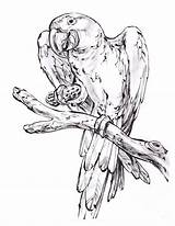 Free Printable Parrot Coloring Pages For Kids sketch template