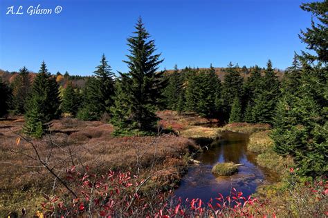 The Buckeye Botanist: Flashback to Fall in the Dolly Sods Wilderness