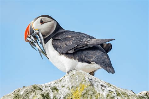 Birds of the Arctic Guide | Expeditions Online