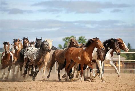 group running | Horses, Beautiful horse pictures, Horse pictures