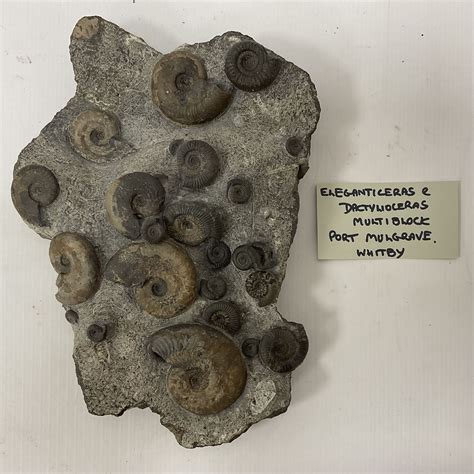Ammonite multi-block fossil, comprising Dactylioceras and Eleganticeras, age; Jurassic period ...