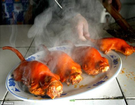 Scorpion kebab, boiled rat, armadillo: Feast your eyes on these tasty treats from around the ...