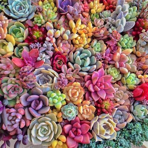 Pin by Anna Nowel on Facebook covers | Succulents, Colorful succulents, Planting succulents