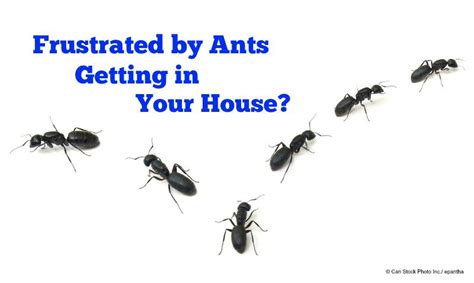 Get Rid of Ants in Your House - Atlantic Foundation & Repair