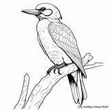 Woodpecker Coloring Pages  Free & Printable sketch template