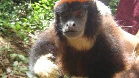 New Monkey Species Discovered In Peruvian Nature Reserve In Amazon