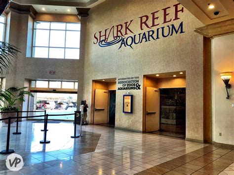 Shark Reef Aquarium Review: Is It Worth Going? - Vegas Primer