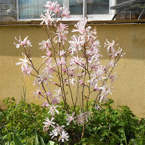 Magnolia Stellata Rosea | Buy Pink Star Magnolia Shrubs & Trees