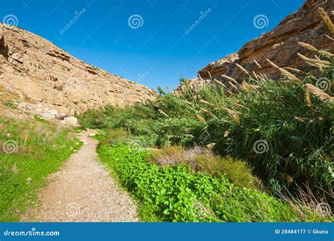 Thicket stock image. Image of plant, heat, dirt, arid - 28484177